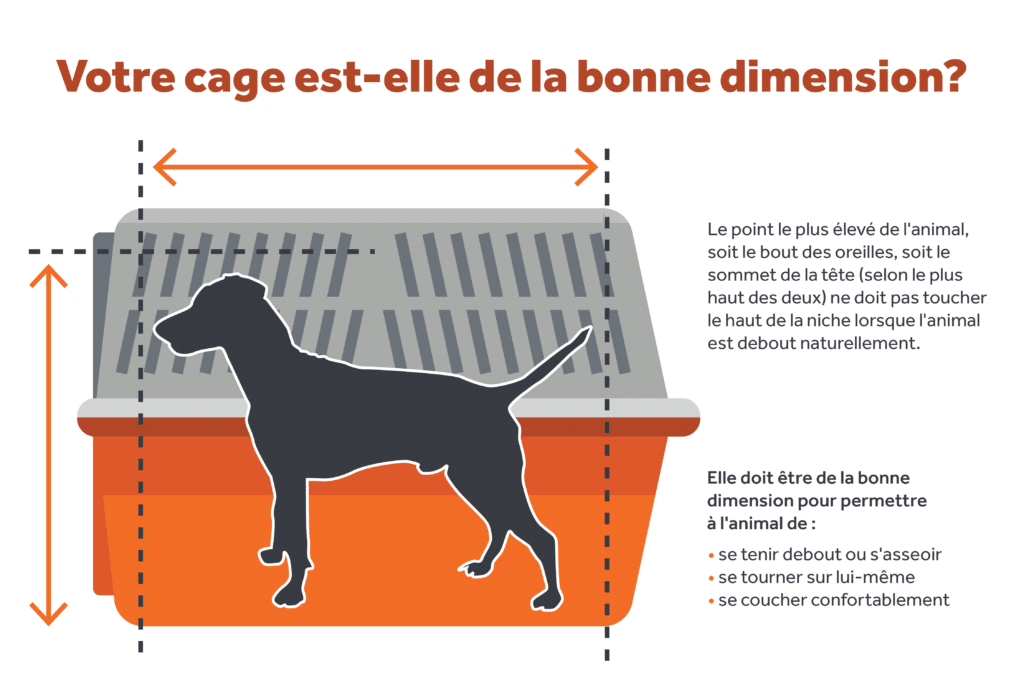 Le point le plus élevé de l'animal, soit le bout des oreilles, sout le sommet de la tête (selon le plus haut des deux) ne doit pas toucher le haut de la niche lorsque l'animal est debout naturellement.